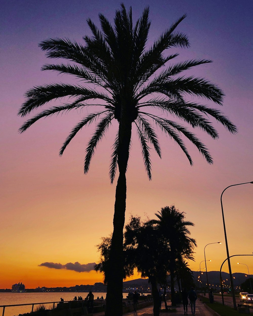 Silhouette einer Kokospalme bei Sonnenuntergang