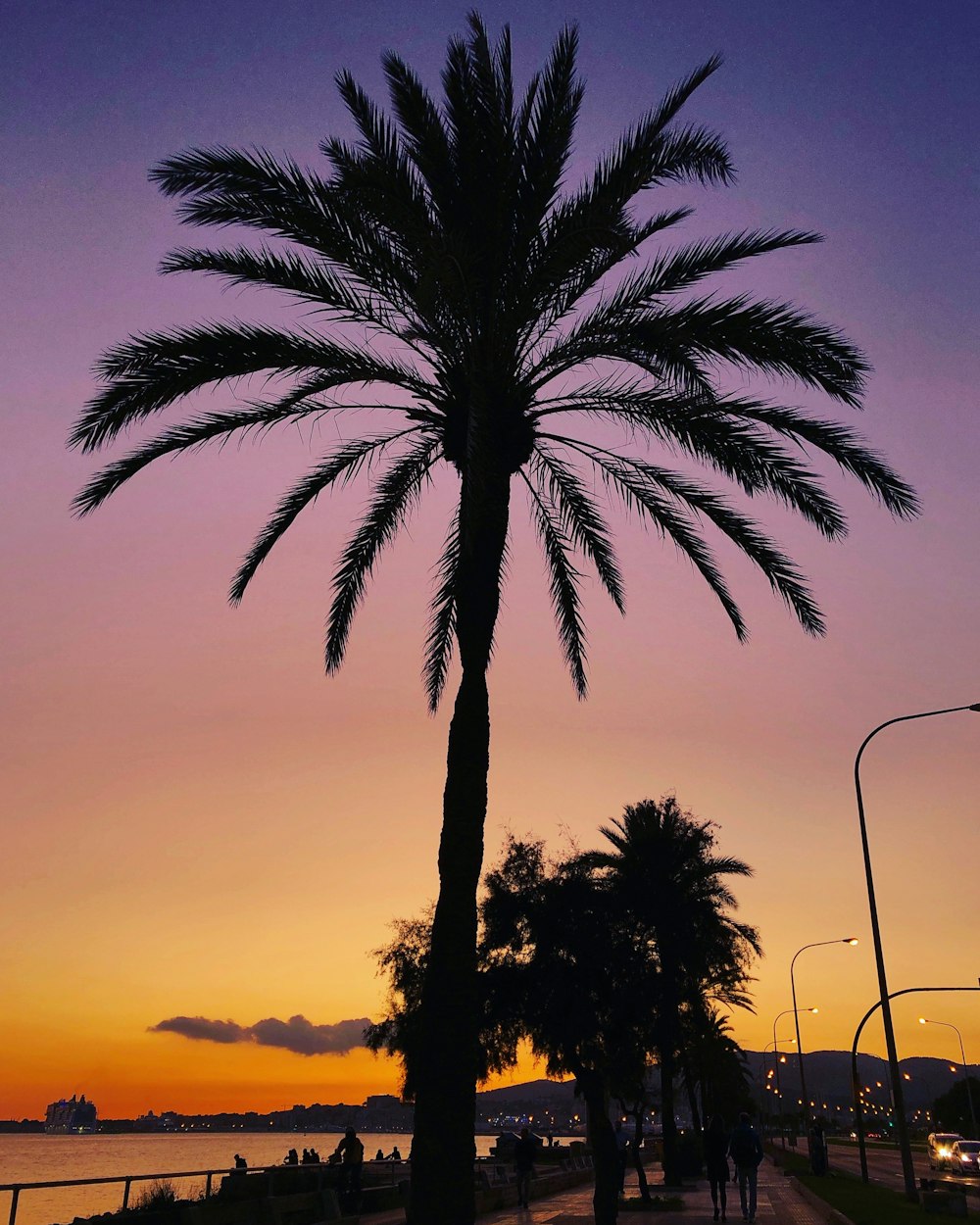 silhouette of a coconut tree at sunset