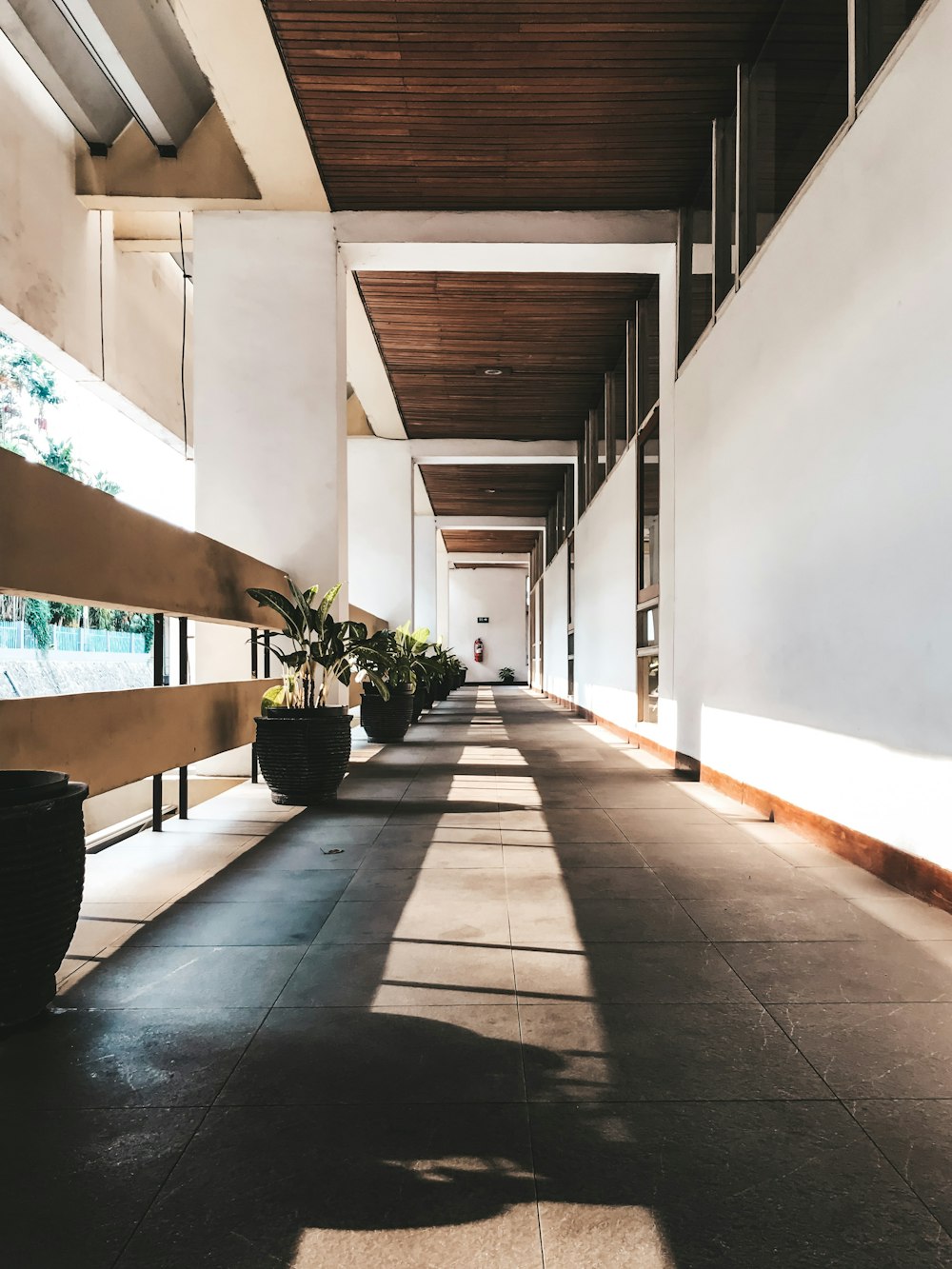 potted plants in the corridor