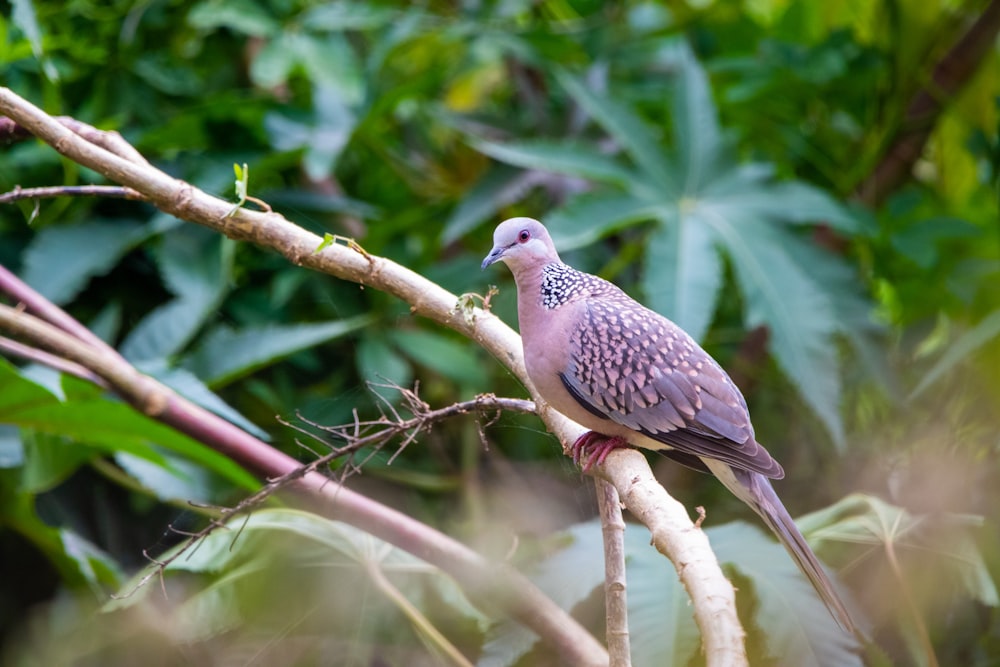 pink and gray bird