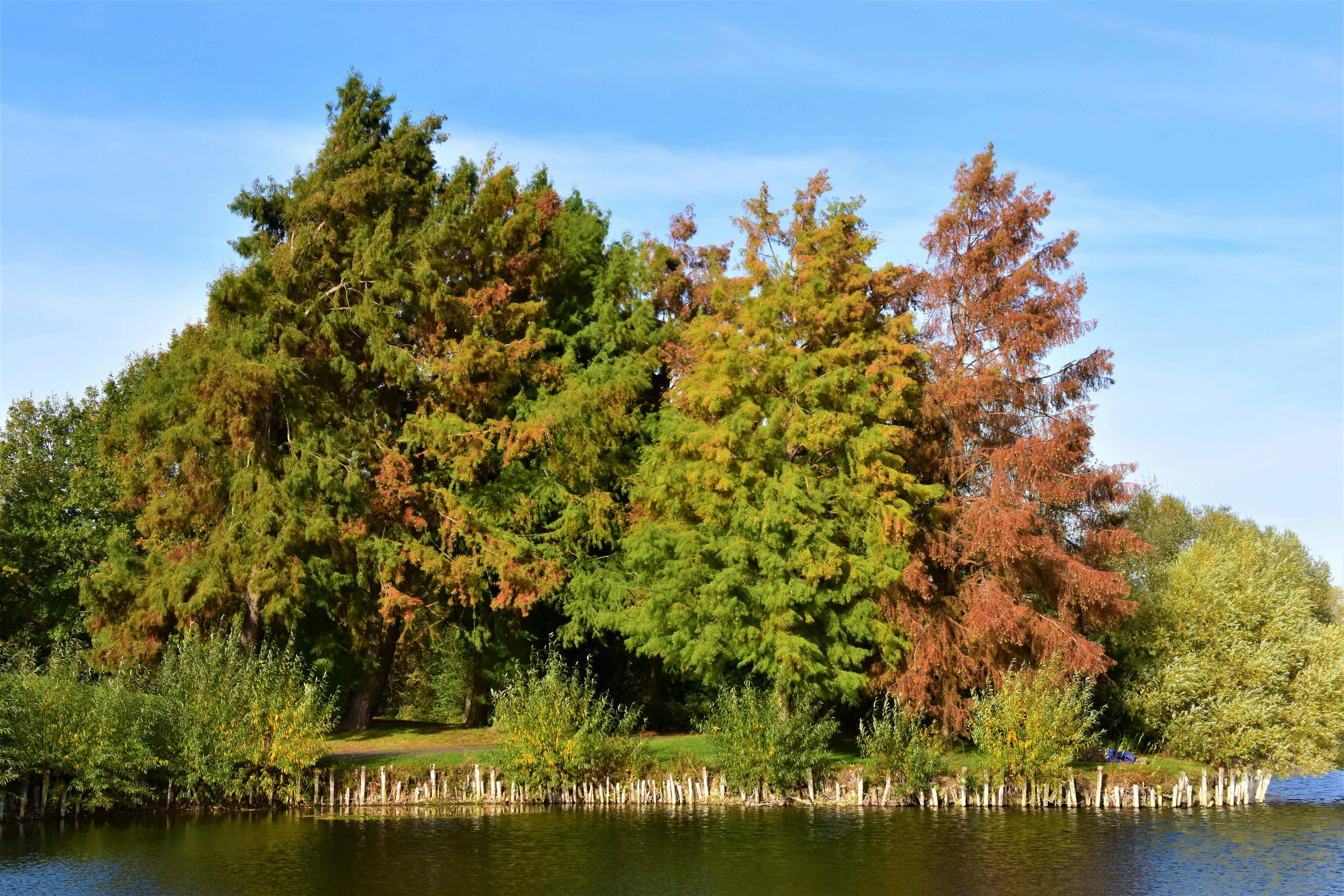 green and brown trees facing body of water