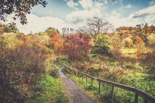 A vibrant view of Vernier's scenic walking path during early autumn morning.