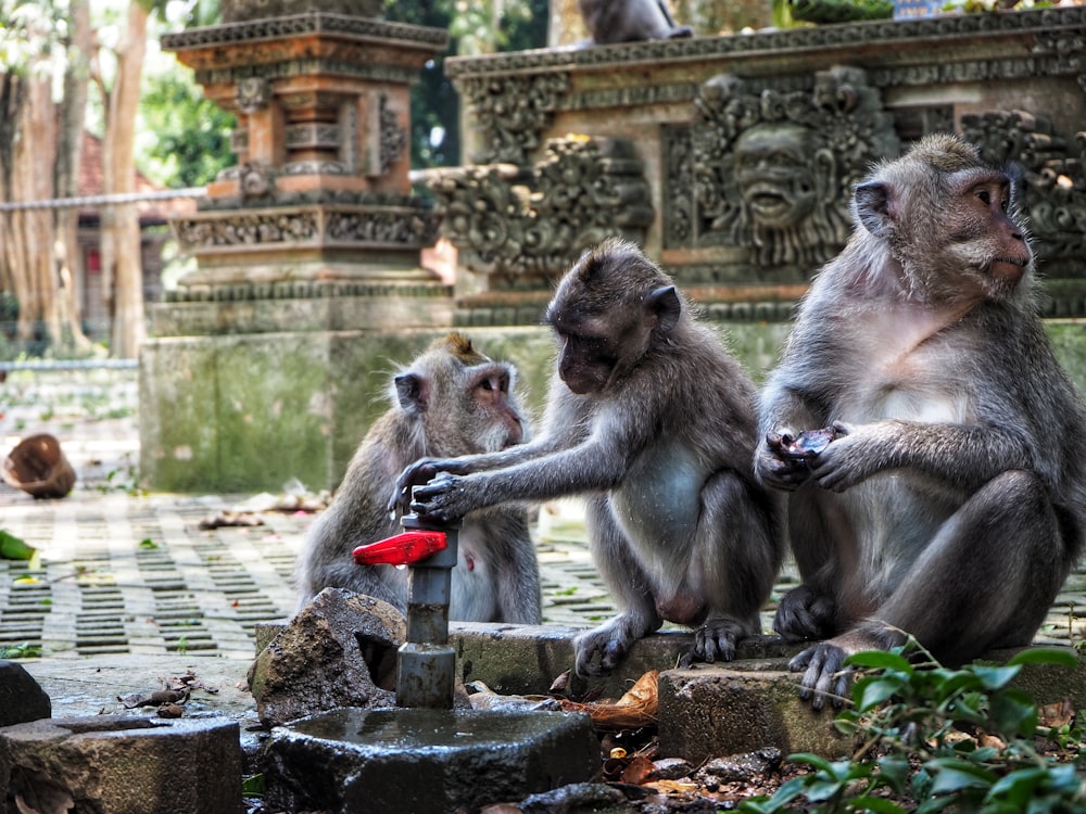 Três macacos ao lado do cano de água cinza