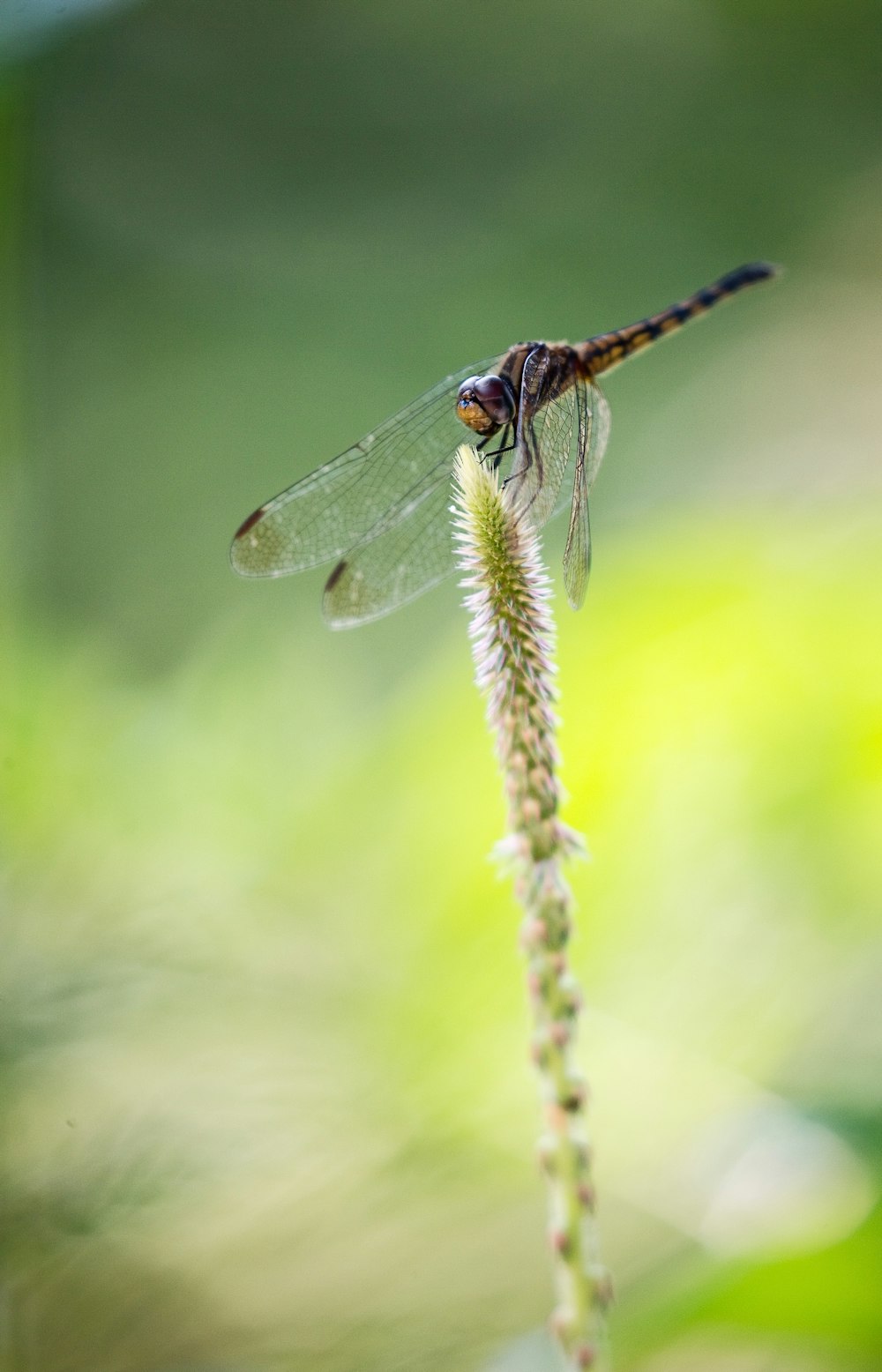 selective focus photography of dragonfly perching on flower