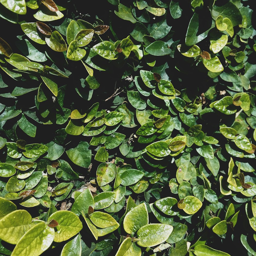 green-leafed trees