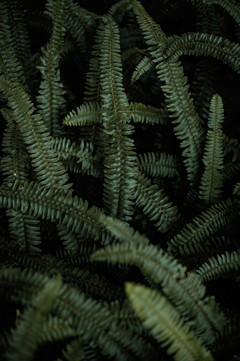 close view of fern plant