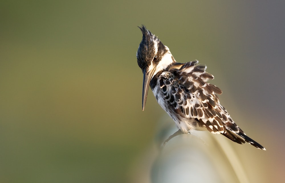 hummingbird on railing