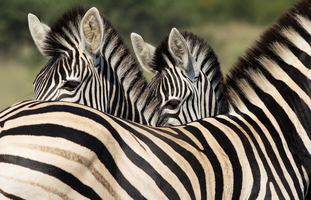 zebras during daytime