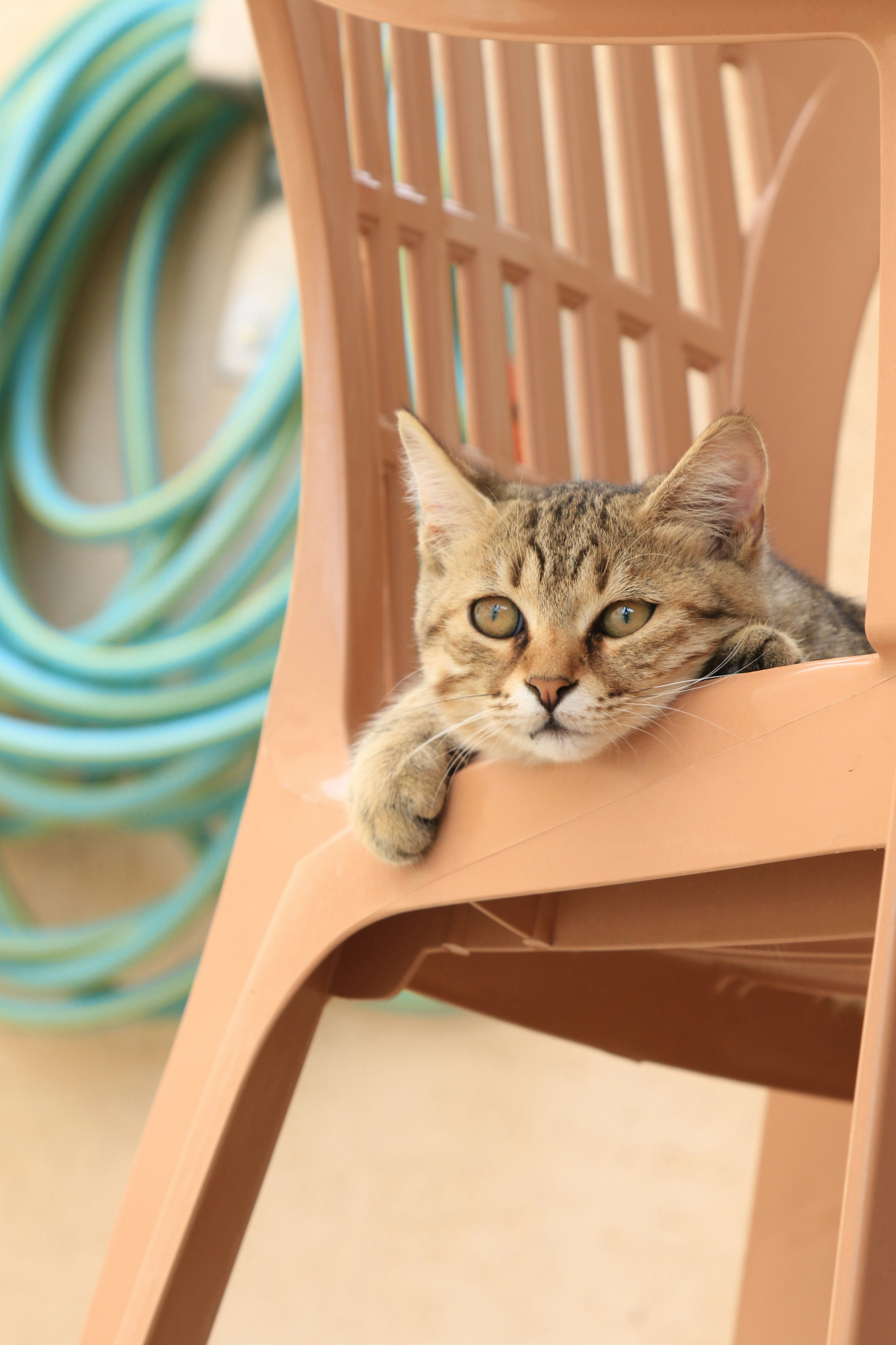 11 Cat Health Tips for Cat-Safe Furniture Choices