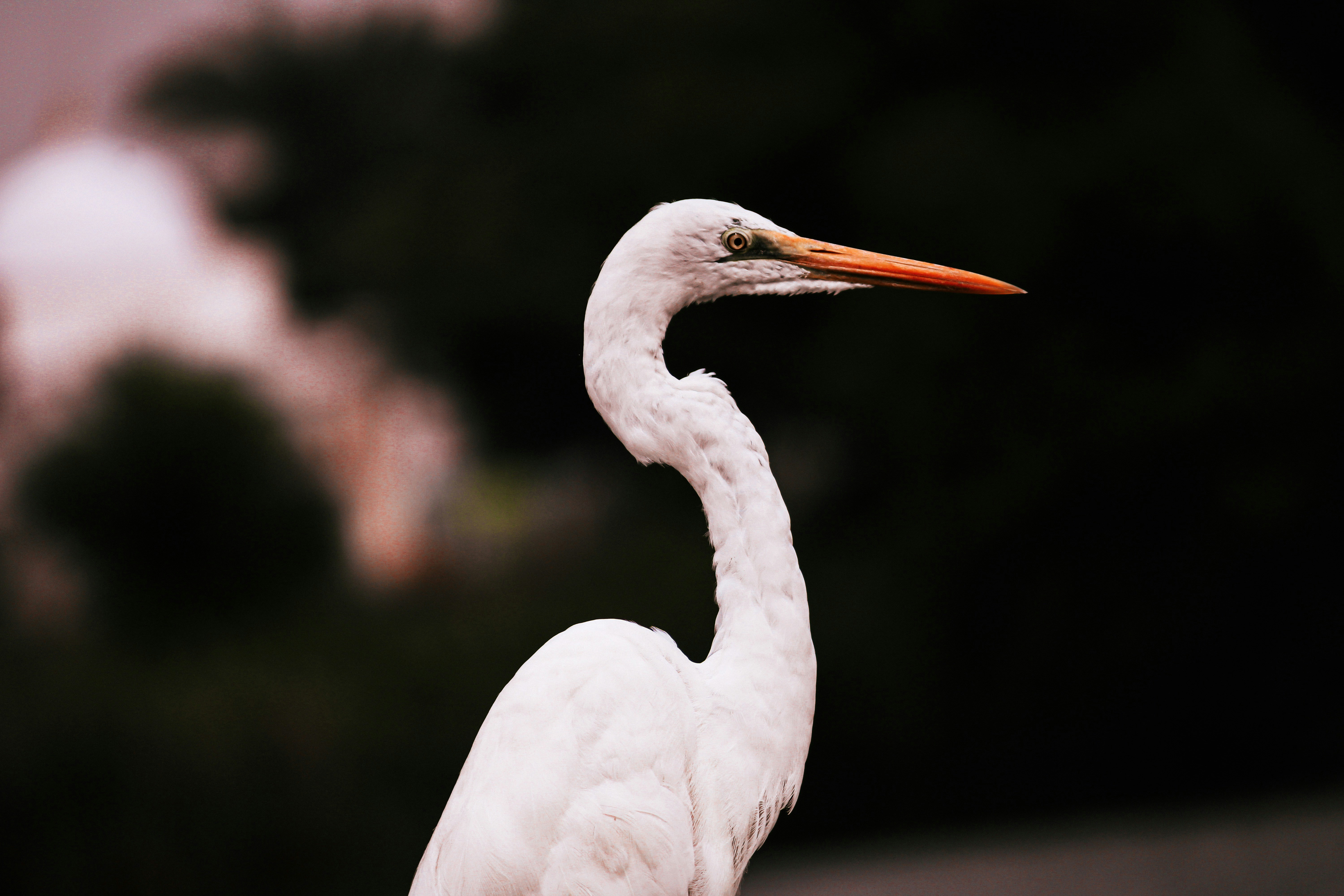 シロヅルのセレクティブ フォーカス写真の写真 Unsplashで見つけるグジャラートの無料写真