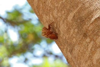 A shed exoskeleton of a cicada clings to the bark of a tree. The bark has a rough texture with light brown tones. The background is out of focus, showing a blend of green, blue, and light colors, indicating foliage and sky.