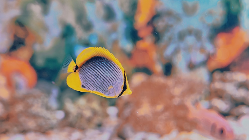 yellow, blue, and black striped fish