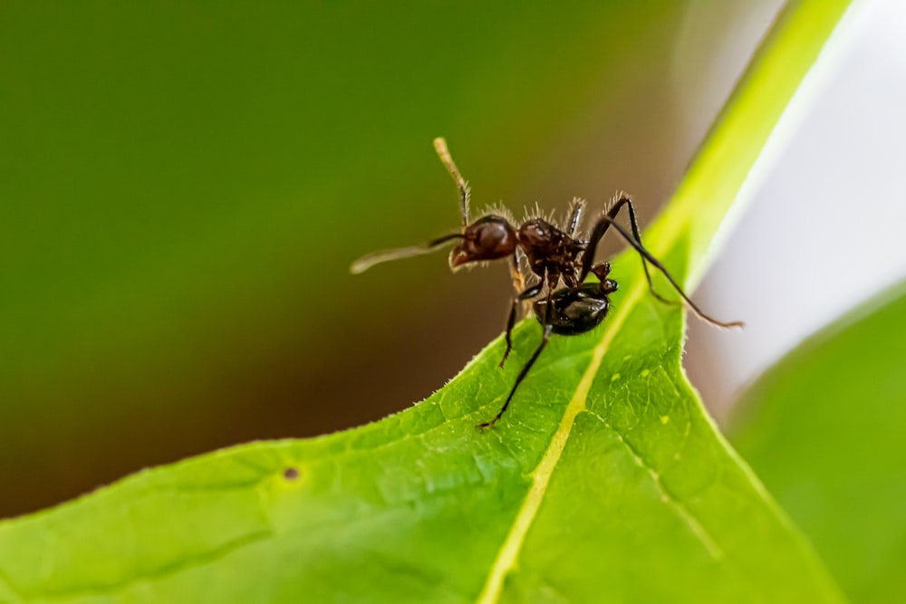 black ant on a green leaf