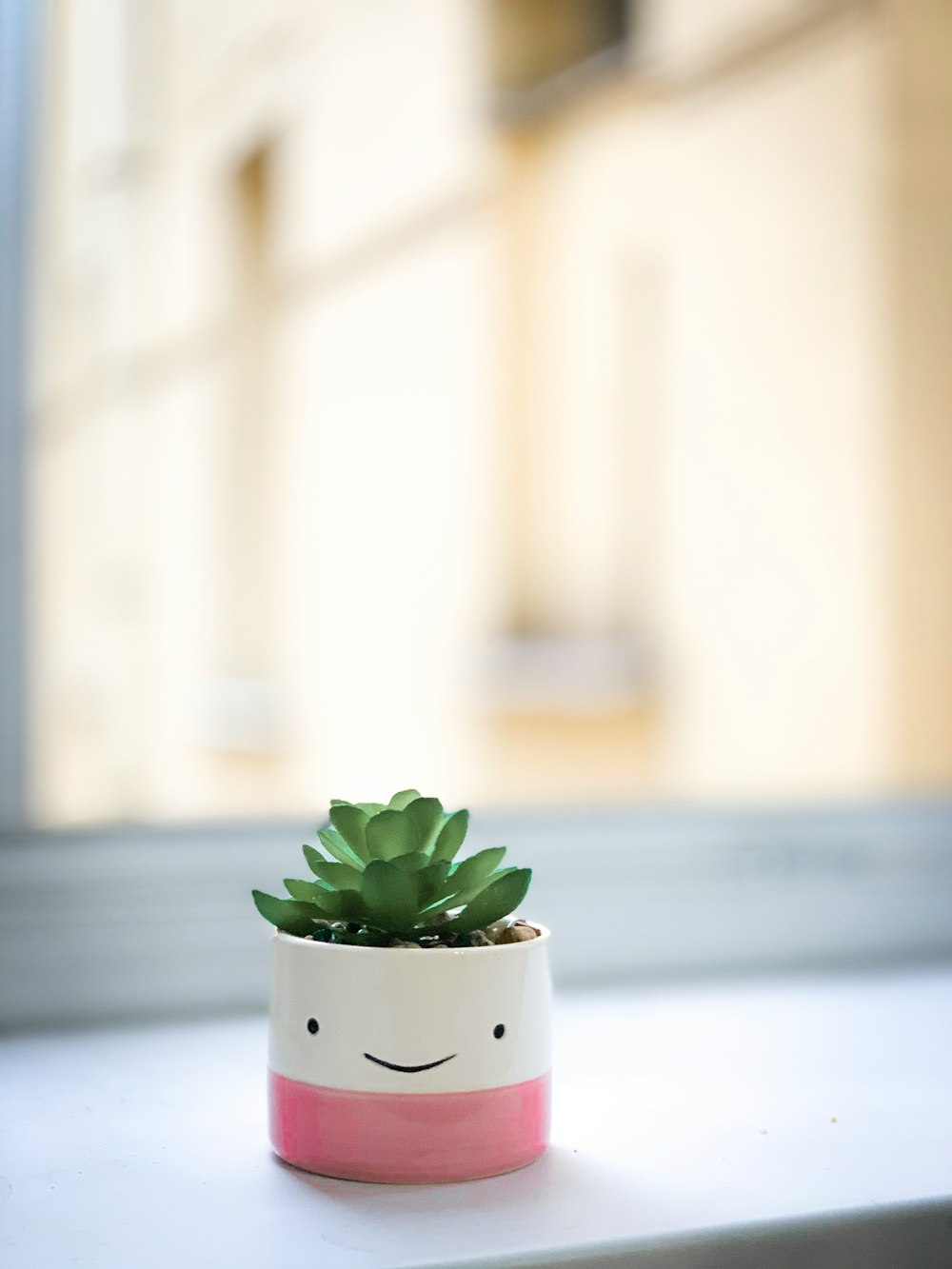 green succulent on white and pink pot