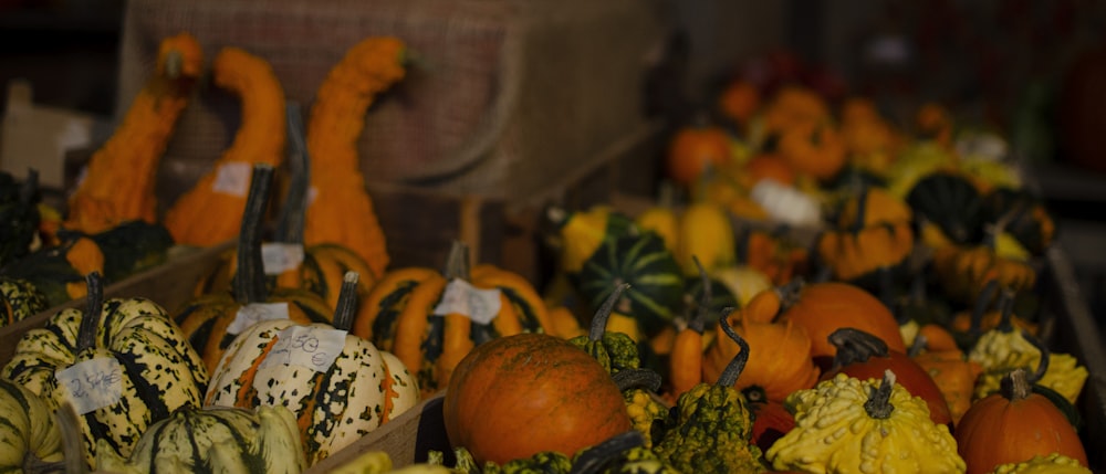 pile of assorted-color squashes