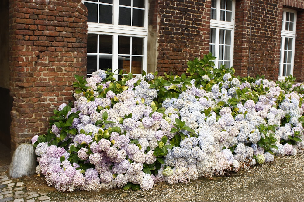 purple-petaled flowers beside house window