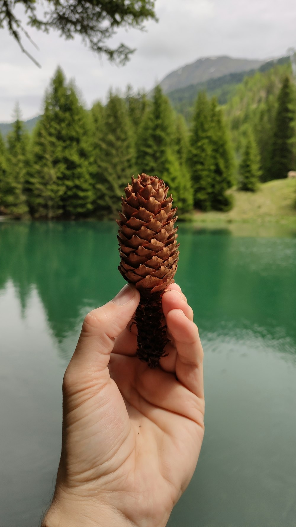 brown pinecone