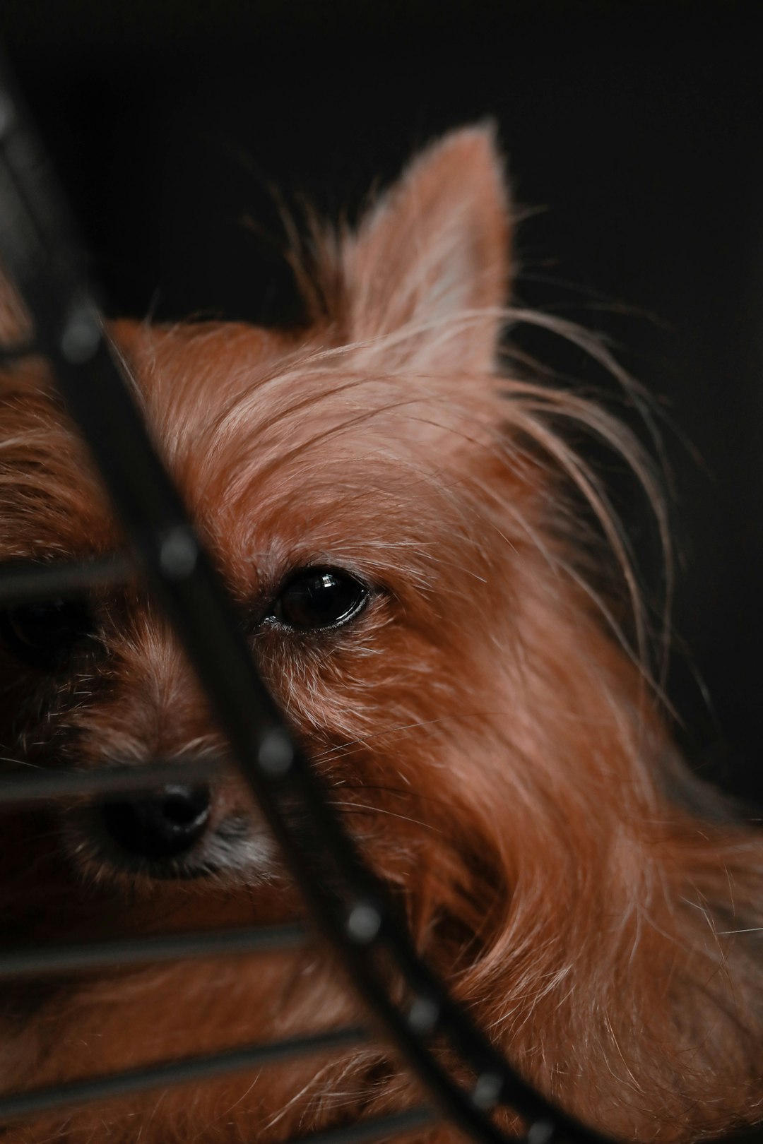 brown Yorkshire terrier