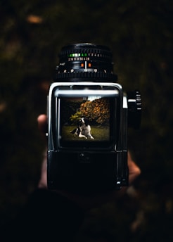 A hand holds a vintage camera, showing a viewfinder displaying a dog laying on green grass with leaves in the background. The camera is in focus while the hand is blurred, creating a shallow depth of field effect.
