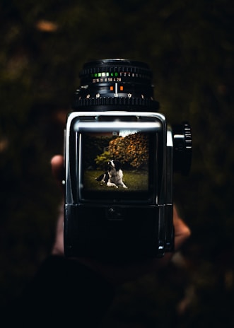 A hand holds a vintage camera, showing a viewfinder displaying a dog laying on green grass with leaves in the background. The camera is in focus while the hand is blurred, creating a shallow depth of field effect.