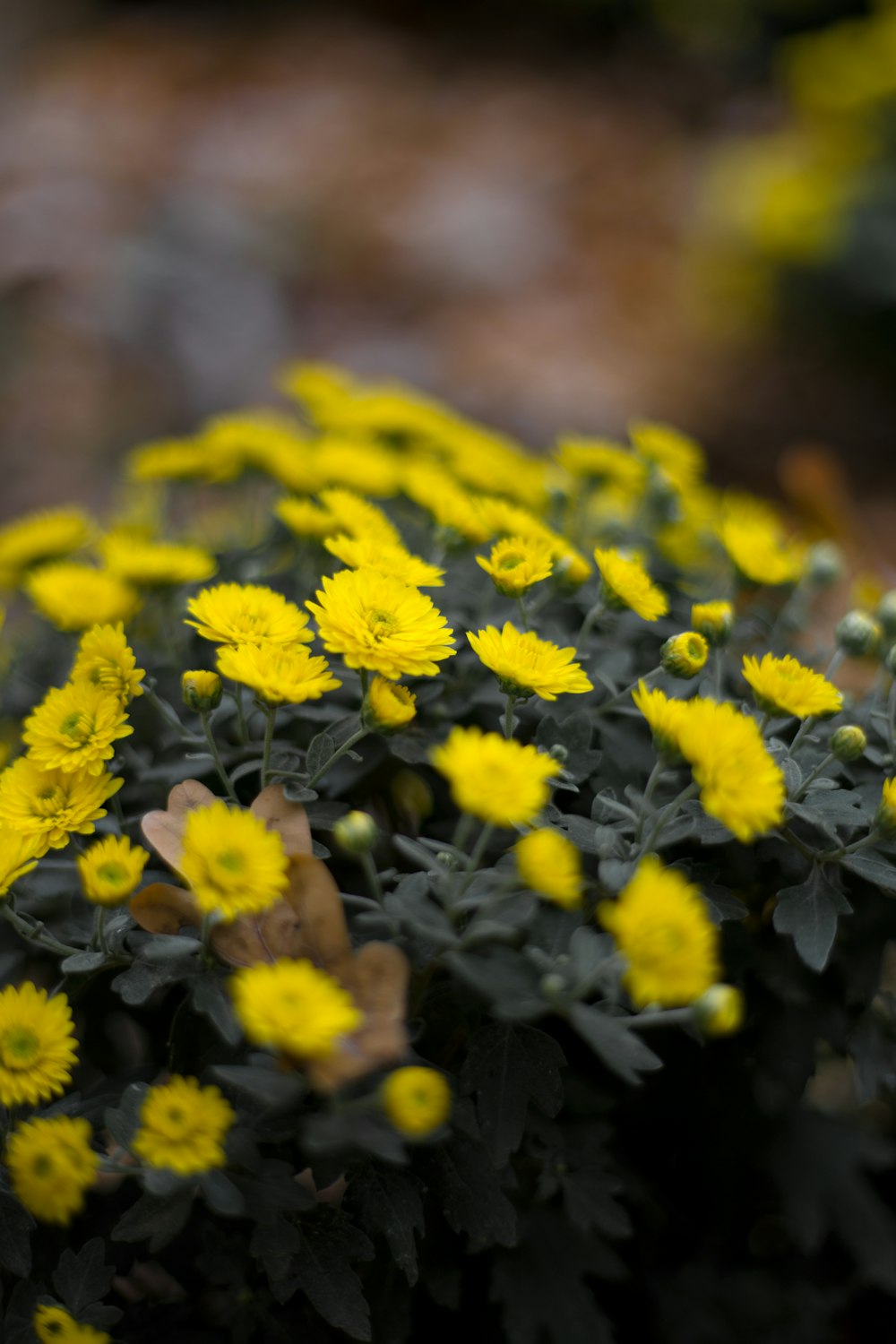 yellow flowers macro photography