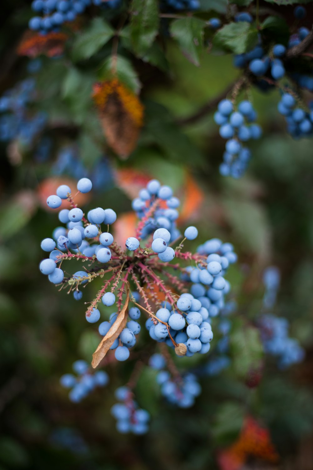 selective focus photography of blue fruits