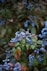 Wild Berries