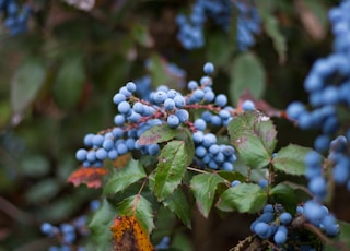 selective focus photography of blue fruits