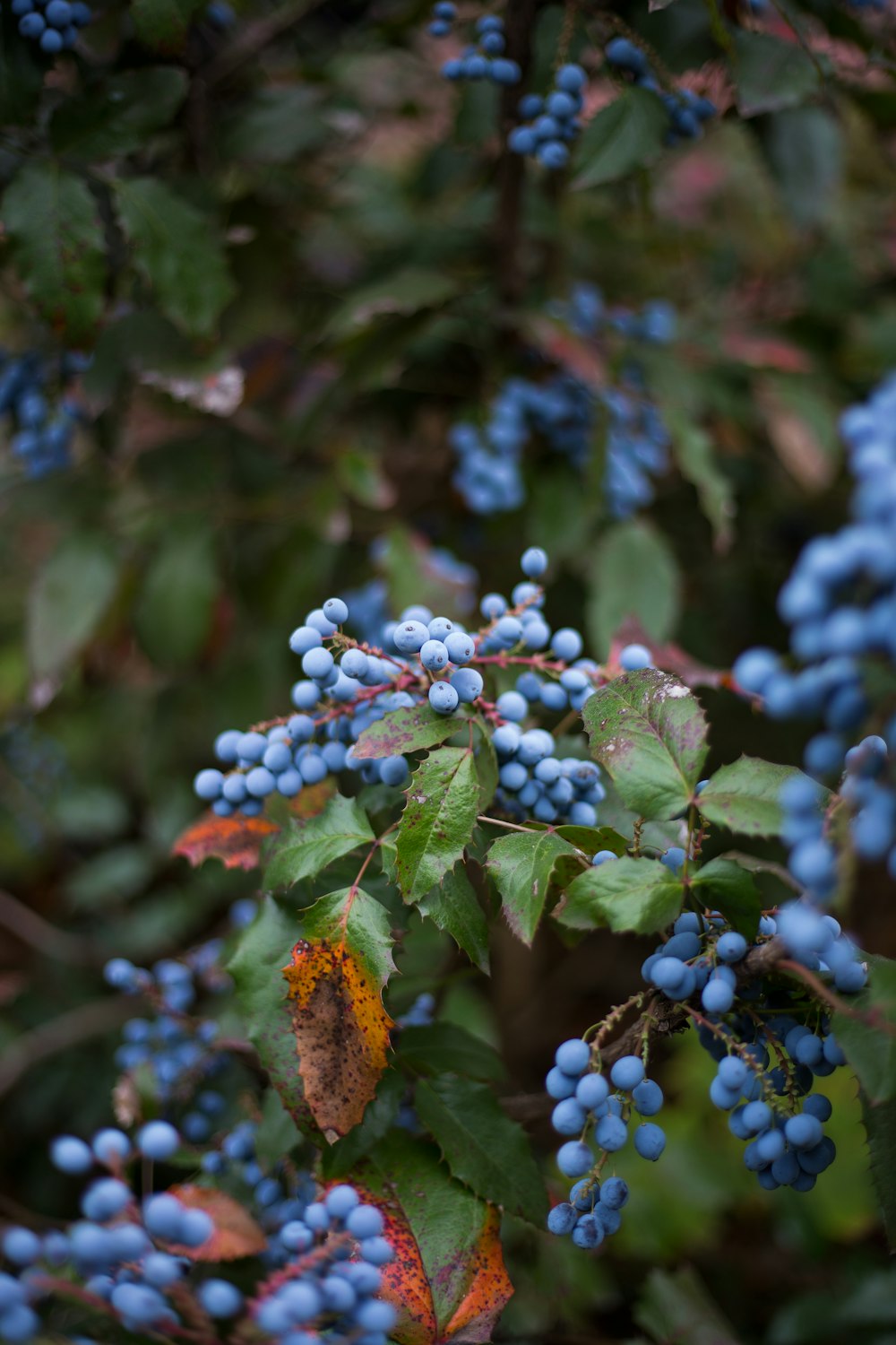 selective focus photography of blue fruits