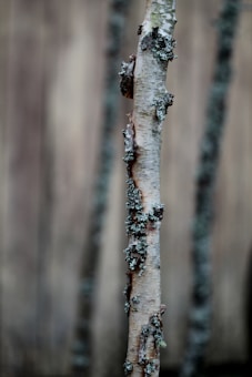 A close-up view of a tree branch covered in patches of lichen, set against a blurred background. The texture of the bark and the lichen is prominent, creating an organic, natural feel.