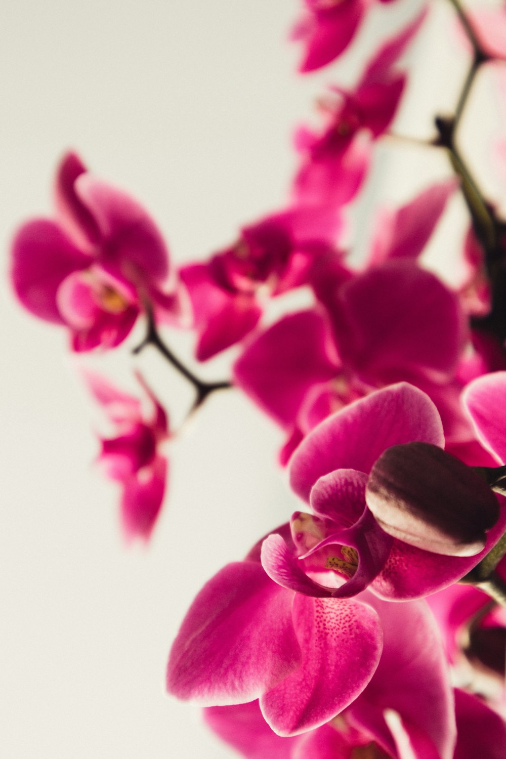 red moth orchid flower
