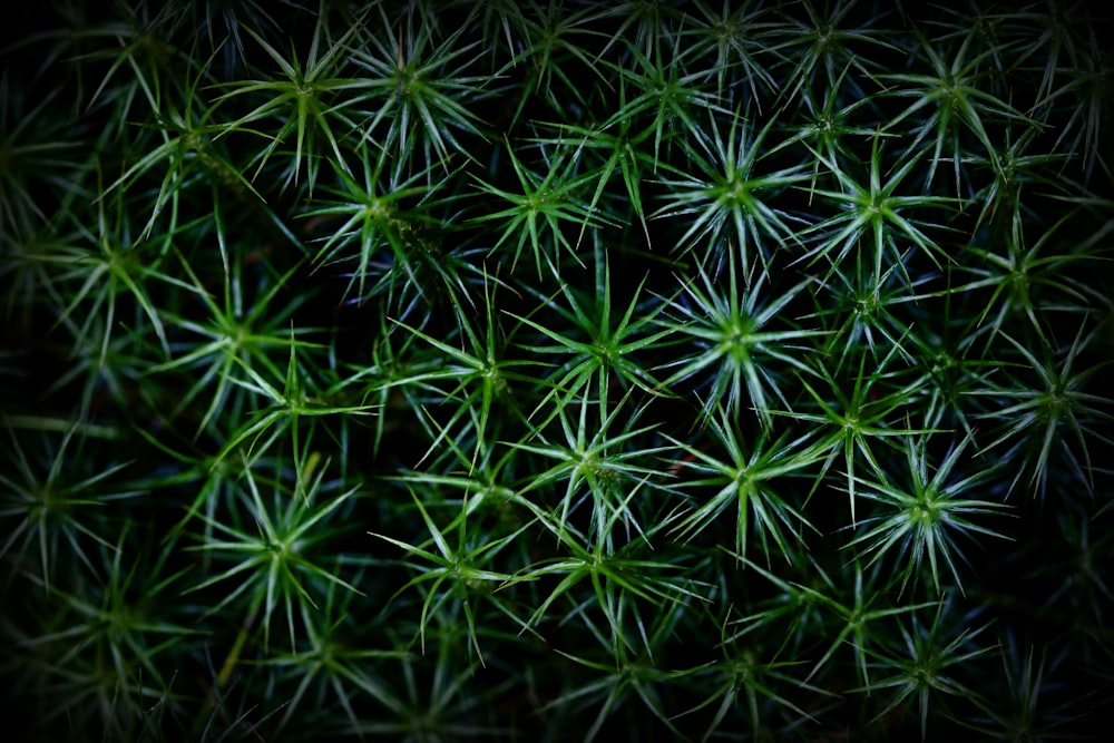 canabis plant