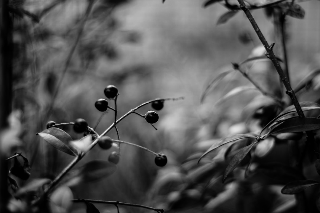 grayscale photo of plant stem