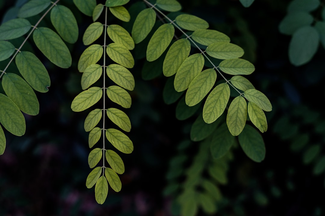 macro photography of green leaf plant