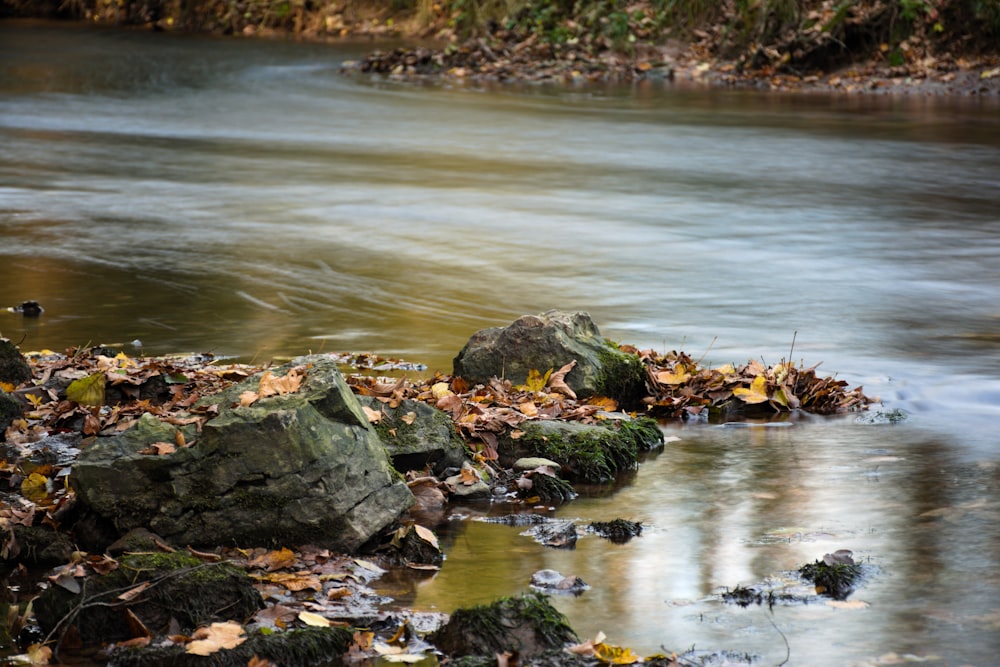 brown leaves on rock near river