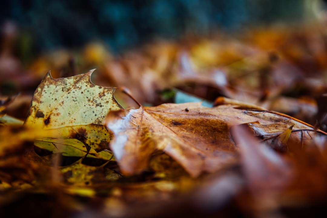 close up photography of brown leaves