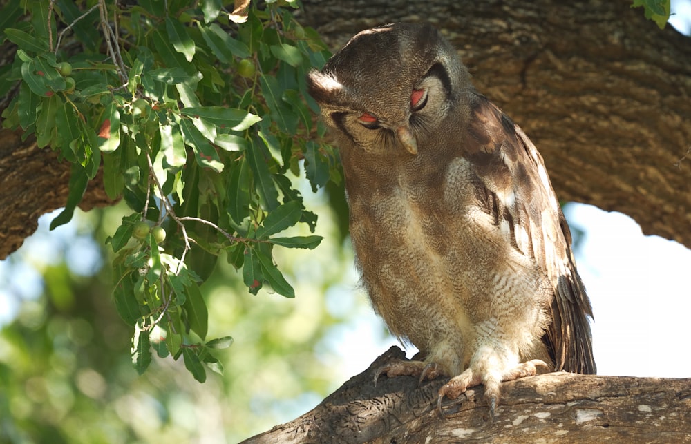 brown and gray owl on branch