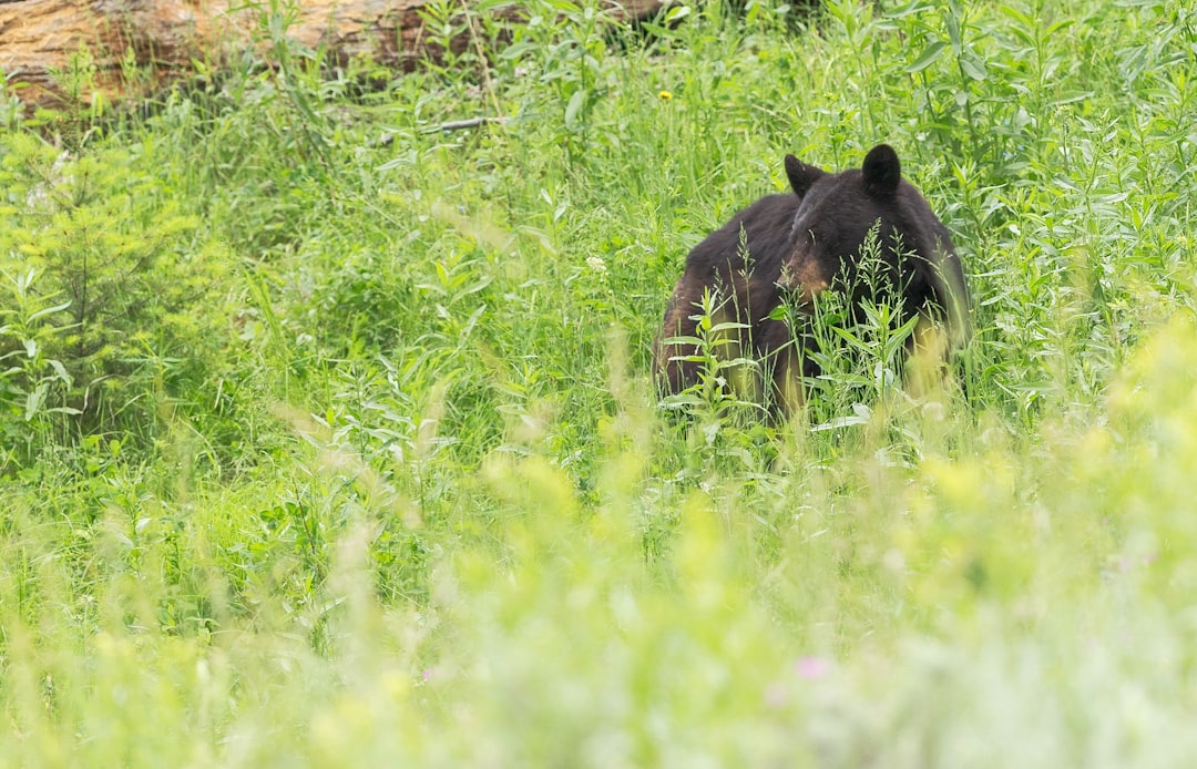 brown sun bear on green field during daytime