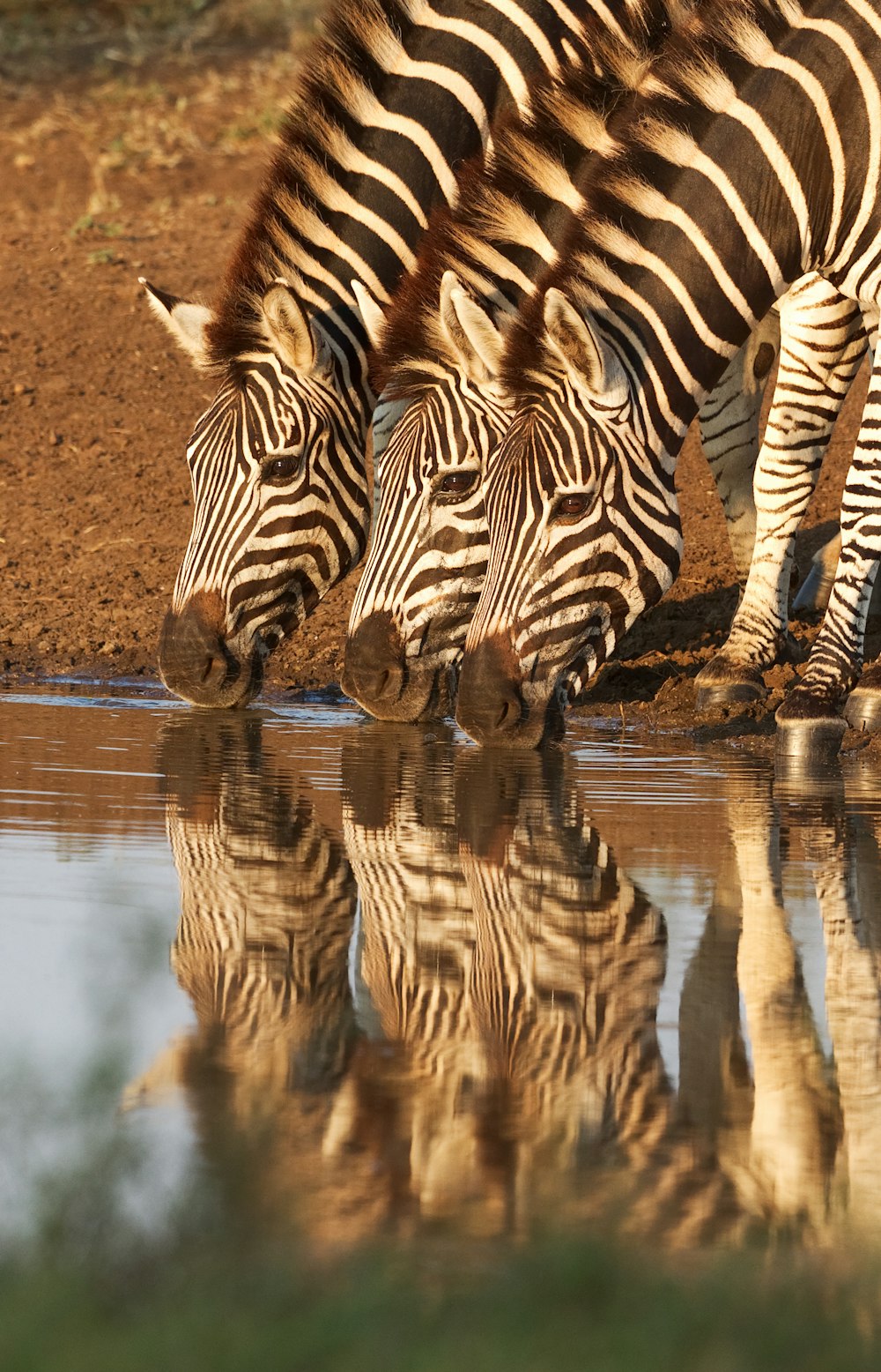 three zebra drinking water on river