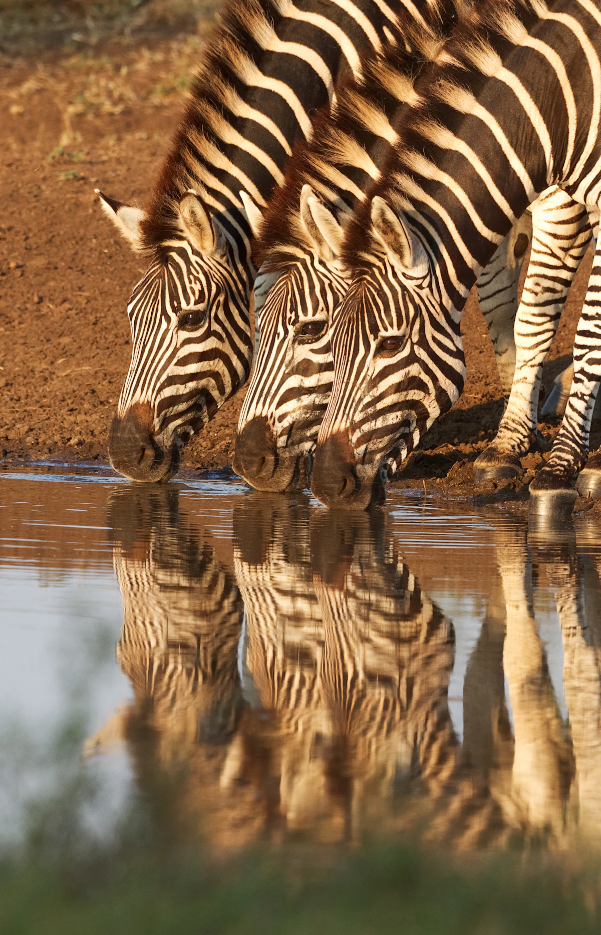Three zebra drinking at a river's edge