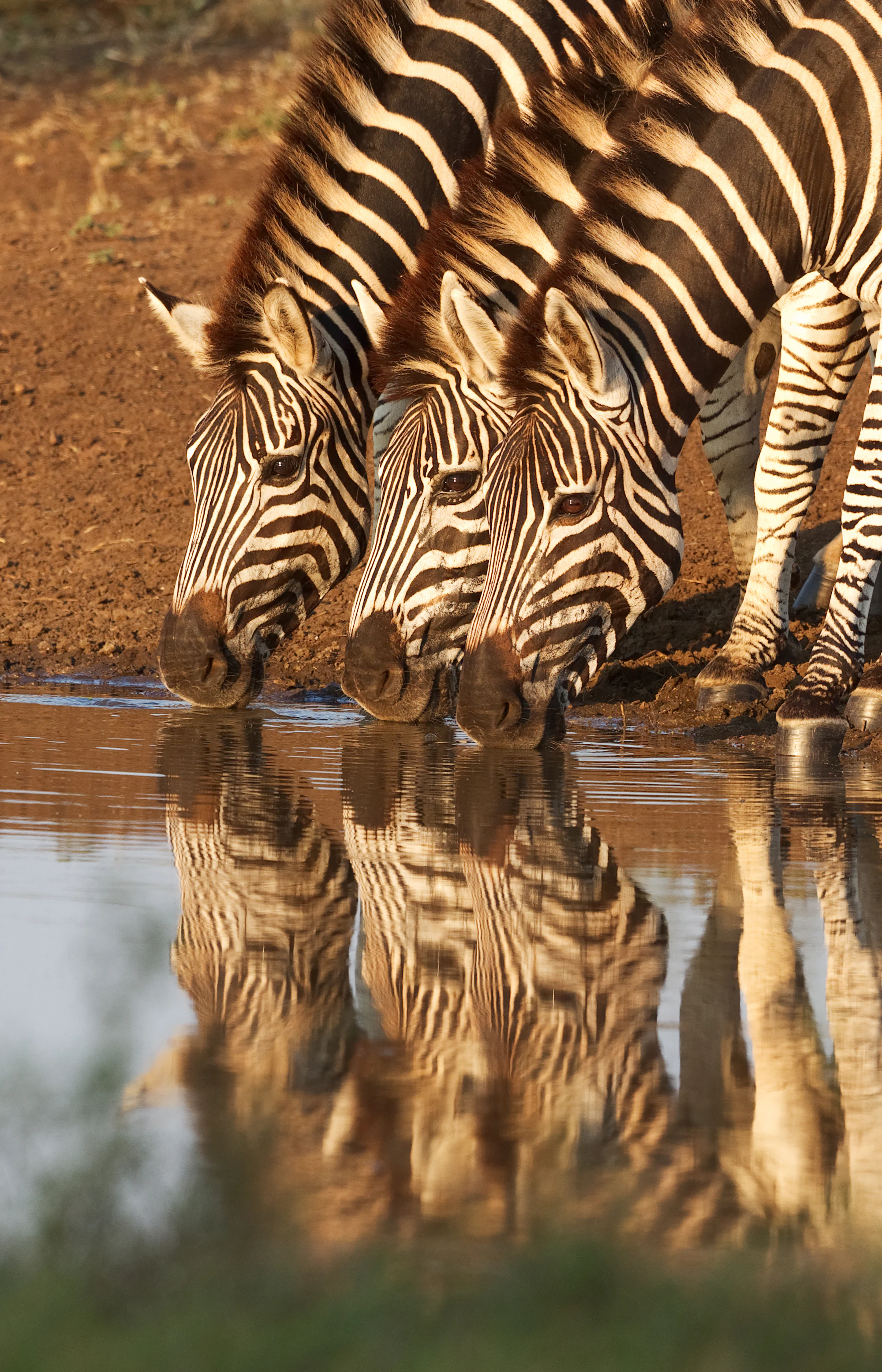 Three zebra drinking at a river's edge