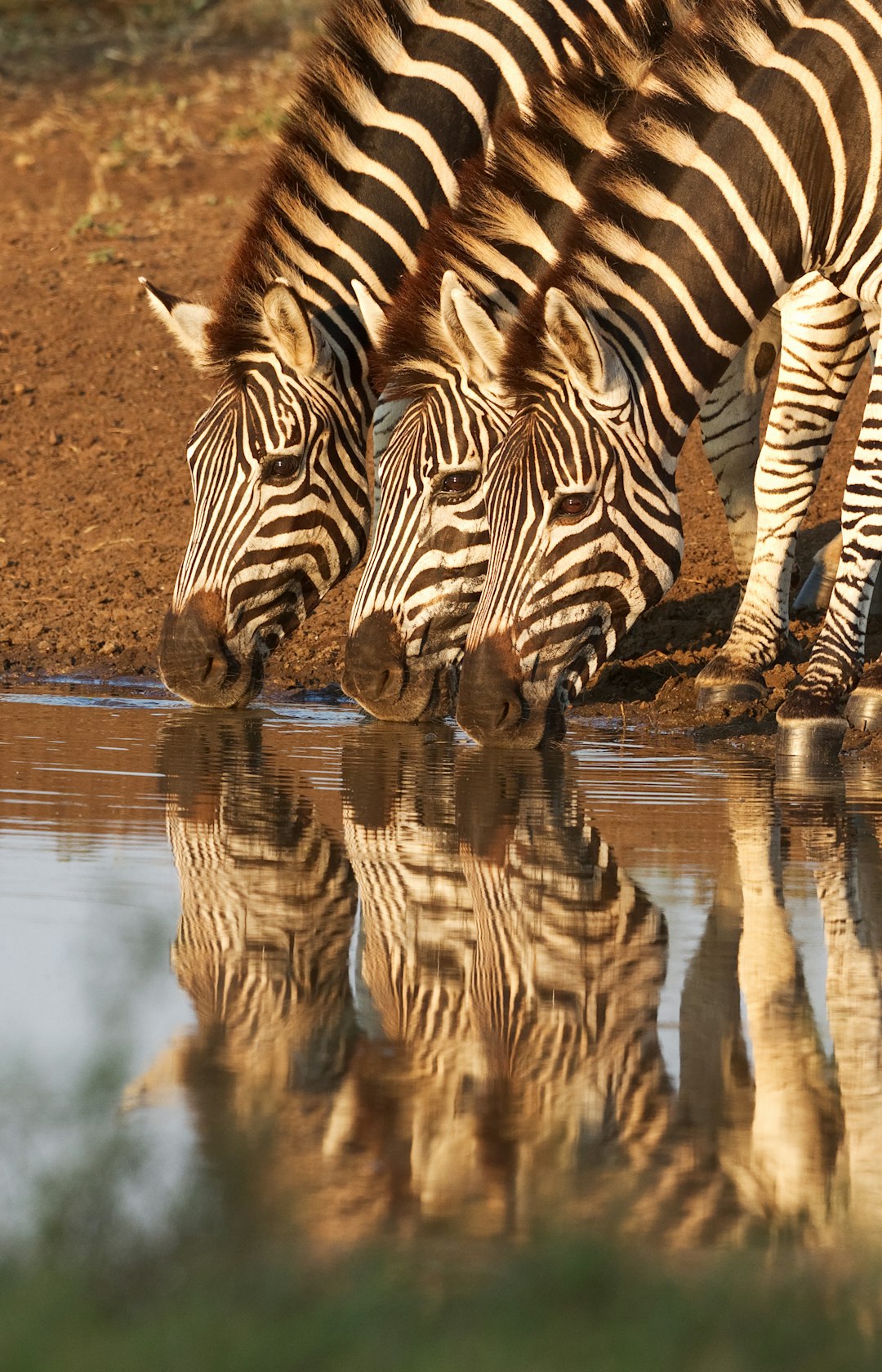  three zebra drinking water on river zebra