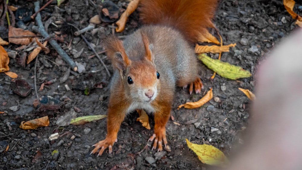 brown squirrel