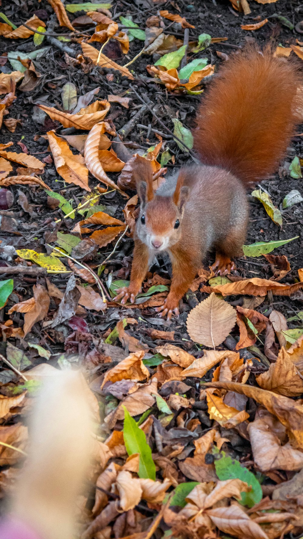 browns squirrel