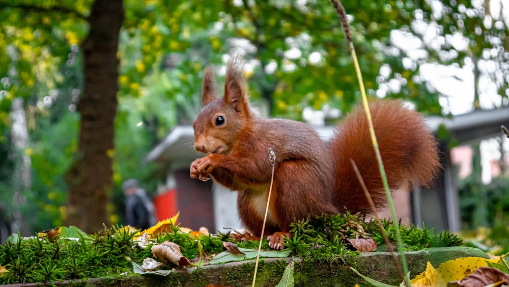 brown squirrel on green grass