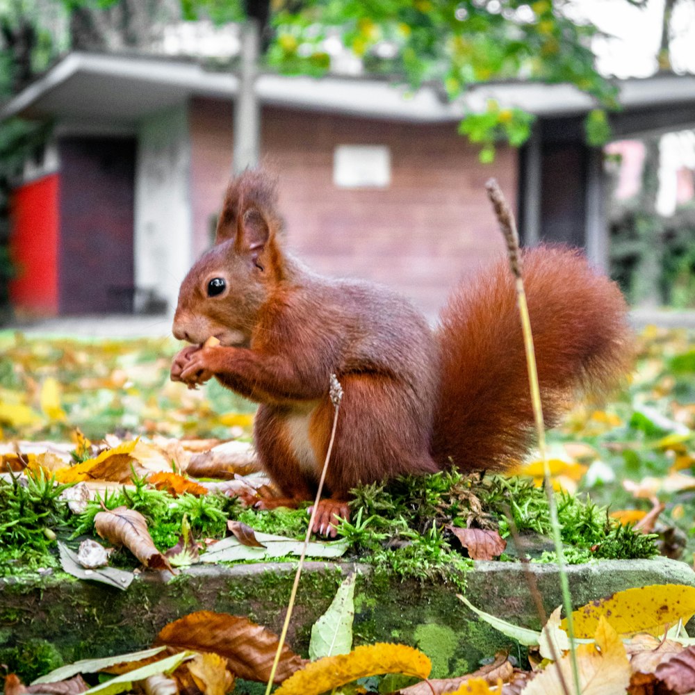 braunes Eichhörnchen