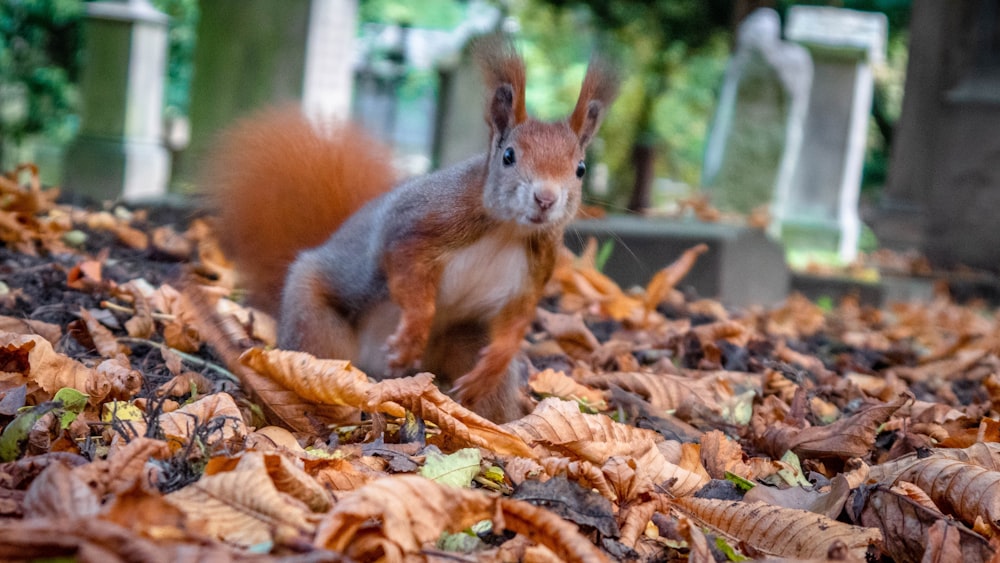 brown squirrel on ground