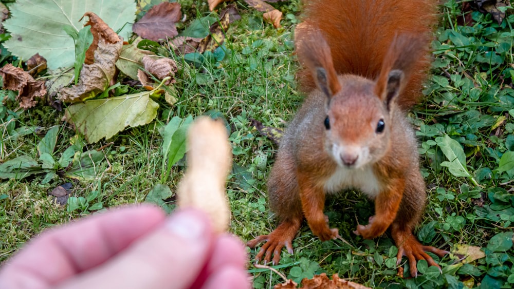 brown squirrel on green grass