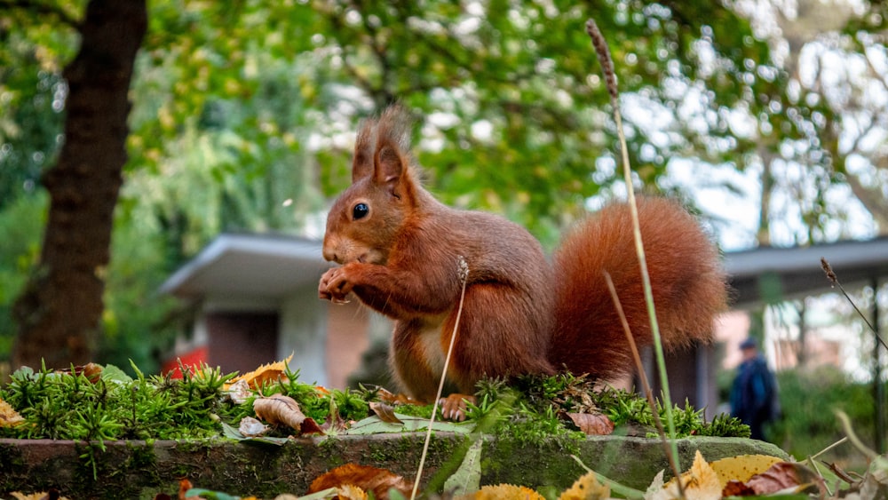 one red squirrel