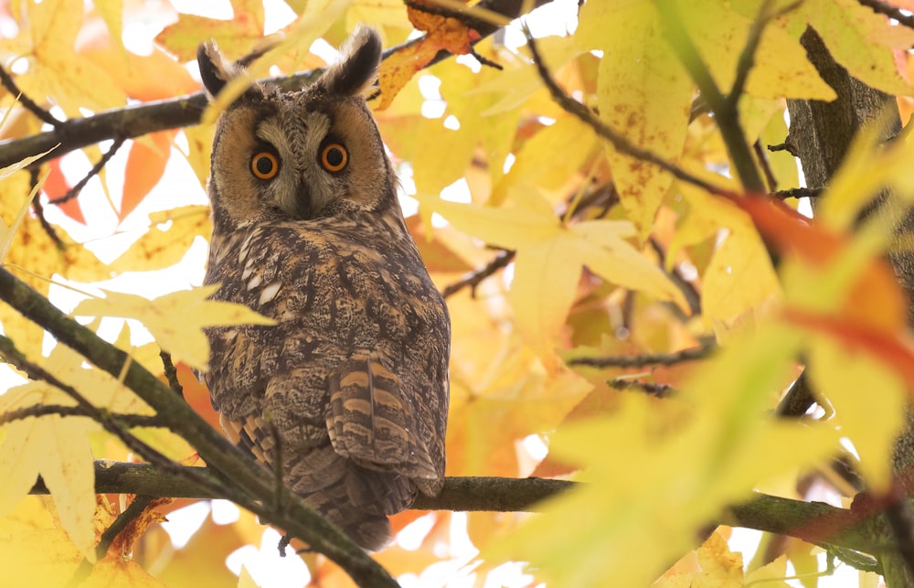 gray owl on a tree branch